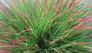 Des images de diff�rentes plantes